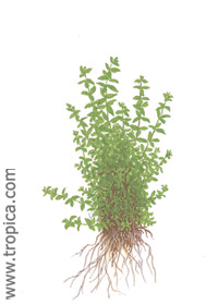 Hemianthus micranthemoides