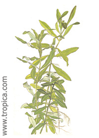 Hygrophila polysperma