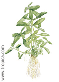 Hygrophila polysperma ''Big leaf''