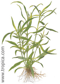 Hygrophila corymbosa ''angustifolia''