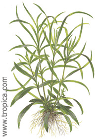 Hygrophila corymbosa ''Aroma''