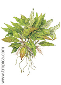 Hygrophila corymbosa ''Compact''