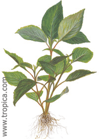 Hygrophila corymbosa ''Stricta''