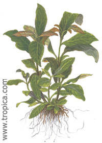 Hygrophila corymbosa ''Siamensis''
