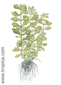 Shinnersia rivularis 'Weiss-Grün'