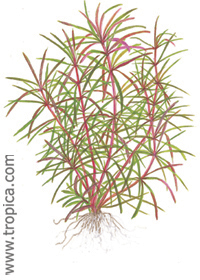 Eusteralis stellata (Pogostemon stellata)