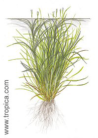 Blyxa japonica