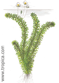 Egeria densa 