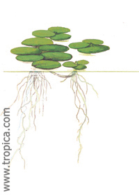 Limnobium laevigatum