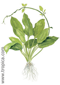 Echinodorus bleheri