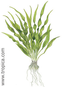 Echinodorus parviflorus (''peruensis'')