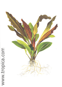 Echinodorus 'Rosé'