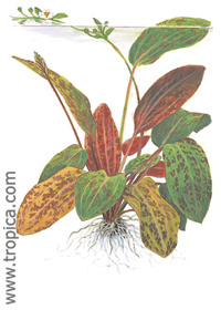 Echinodorus 'Ozelot'