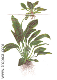 Echinodorus 'Ozelot' (Green)