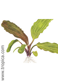 Echinodorus 'Red Special'