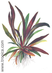 Echinodorus 'Rubin' (Narrow leaves)