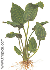 Echinodorus palaefolius var. latifolius