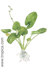 Echinodorus grandiflorus