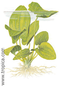 Echinodorus grandiflorus ssp. aureus