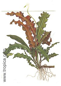 Aponogeton rigidifolius 