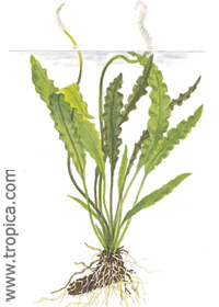 Aponogeton crispus 