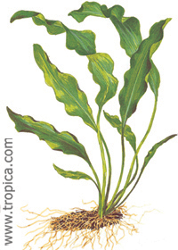Aponogeton ulvaceus 
