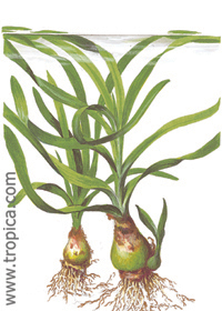 Crinum thaianum