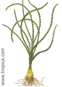 Crinum calamistratum