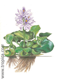 Eichhornia crassipes  