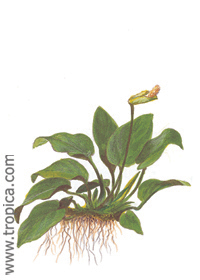 Anubias barteri var. nana 