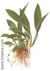 Anubias barteri var. angustifolia (''afzelii'')