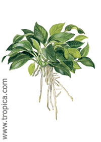 Anubias barteri var. nana 'Petite'