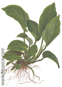 Anubias barteri var. caladiifolia 