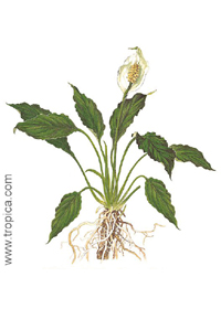 Spathiphyllum wallisii 