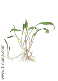 Cryptocoryne parva
