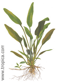 Cryptocoryne x willisii