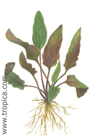 Cryptocoryne beckettii