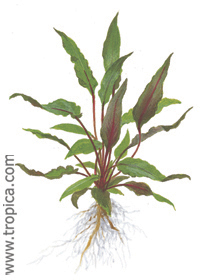 Cryptocoryne beckettii ''petchii''
