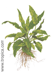 Cryptocoryne wendtii ''green''
