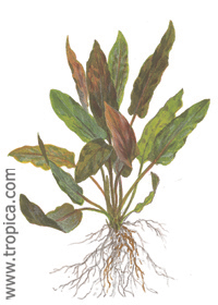 Cryptocoryne wendtii ''brown''