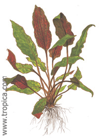 Cryptocoryne wendtii 'Mi Oya'