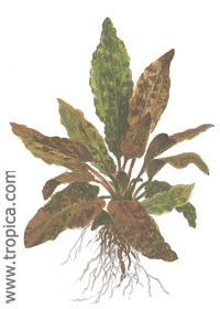 Cryptocoryne wendtii 'Tropica'