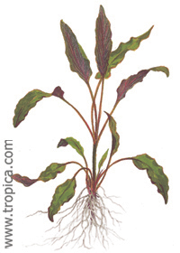 Cryptocoryne undulata
