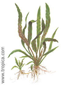 Cryptocoryne albida