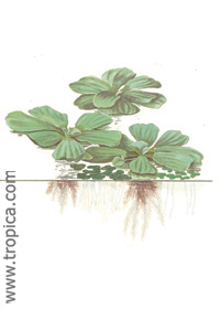Pistia stratiotes 