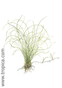 Eleocharis ''parvula''