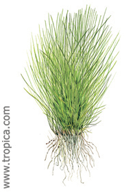 Eleocharis acicularis 