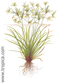 Cyperus helferi