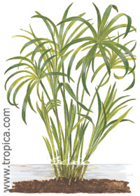 Cyperus alternifolius