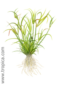 Juncus repens 